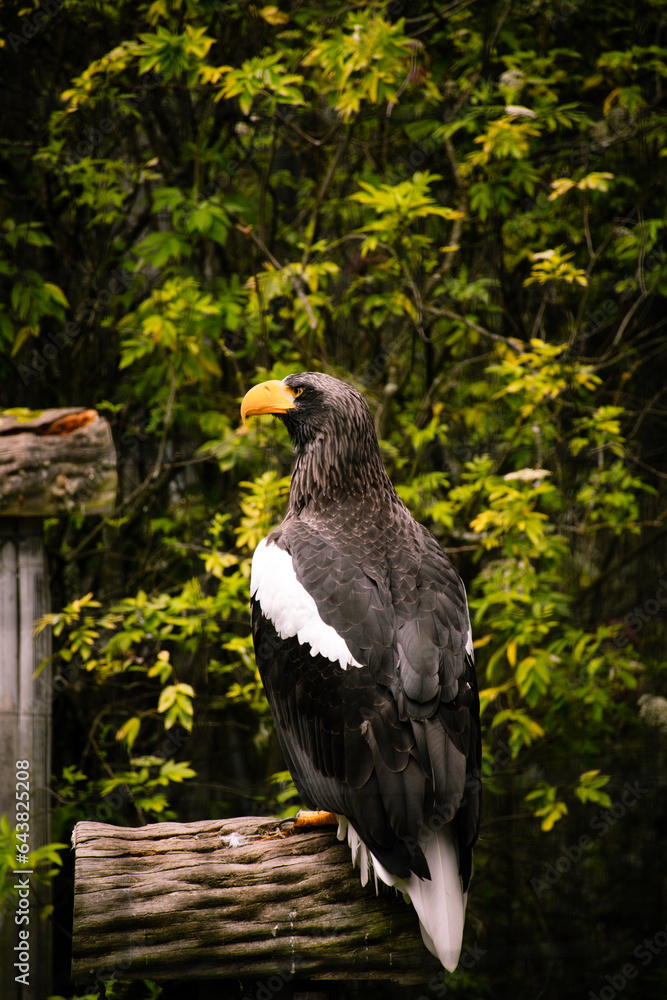 Obraz premium Black Eagle Andes Ecuador
