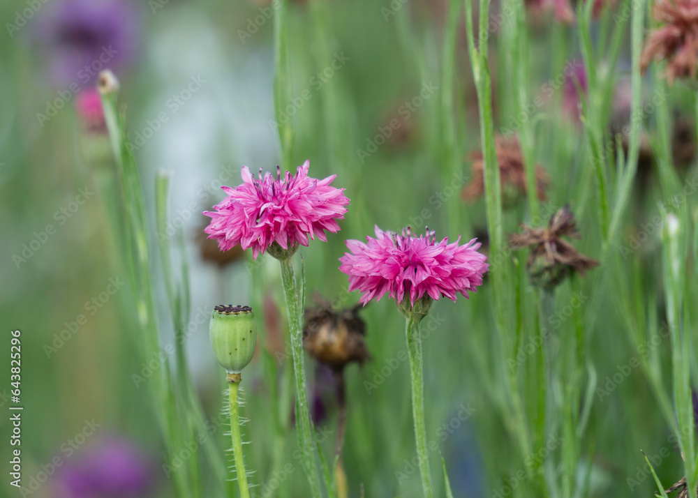 Fototapeta premium Colorful corn flowers and poopy flowers in the park