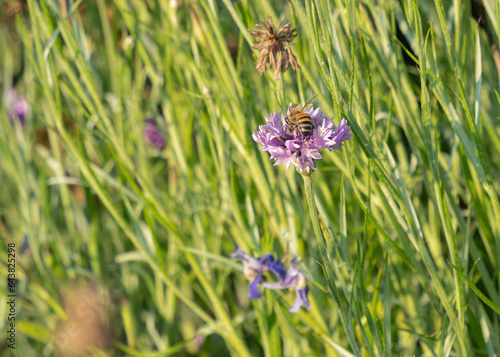 Colorful corn flowers and poopy flowers in the park photo