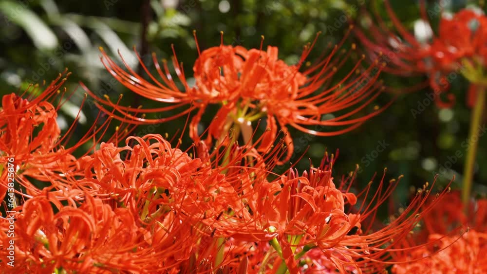 Old World swallowtail (Papilio machaon) nectaring and flying a Red spider lily (Lycoris radiata)

