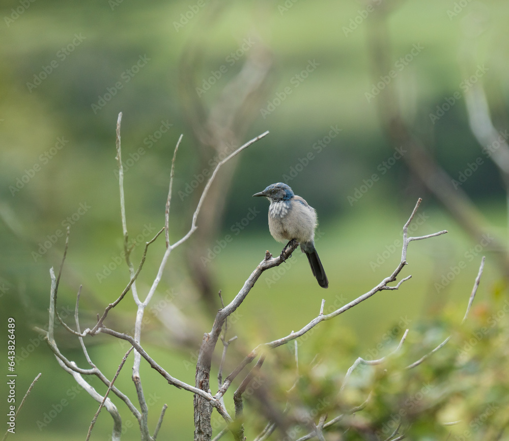 Fototapeta premium woodhouse scrub jay
