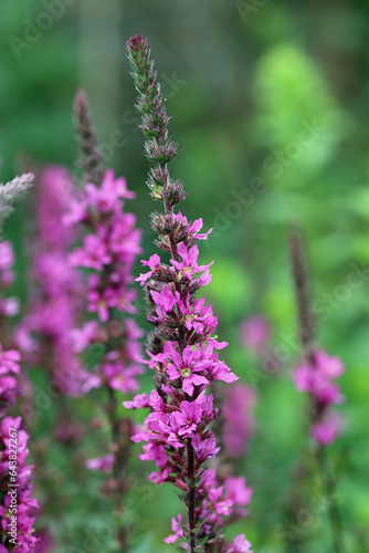 Purple loosestrife flower spikes