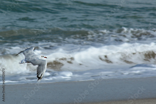 Canvas-taulu Gaviota volando sobre espuma de mar