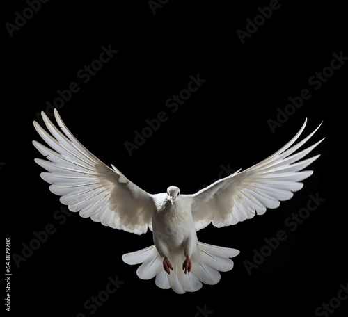 Flying white dove isolated on a black background, symbol of freedom, peace and love, copy space