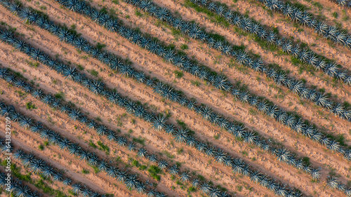 Sembradíos de agricultura y siembra de agave planta de maguey campos sembradíos terrenos para producir bebida tequila tradicional licor mezcal plantación jalisco México montañas y cerros tierra fértil