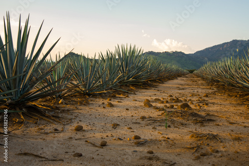 camino de siembra tierra fértil y plantación de agave tequila licor mezcal planta de maguey sembradío en jalisco México paisaje campos terrenos de agricultura para producir bebida tradicional montañas