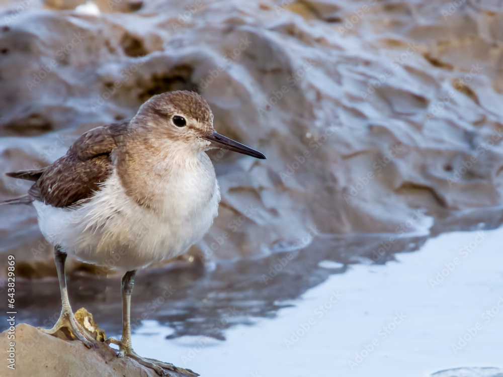 Common Sandpiper in Queensland Australia Common Sandpiper in Queensland Australia