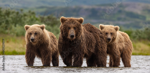 Brown bear with cubs in Katmai Alaska 