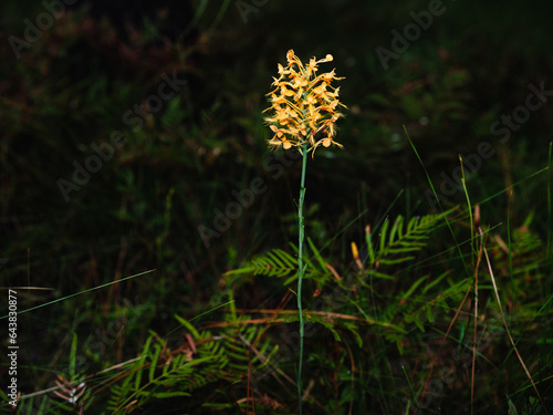 Orange-fringed orchid, Green Swamp Preserve, North Carolina