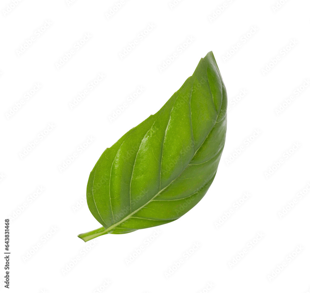 Obraz premium One green basil leaf isolated on white