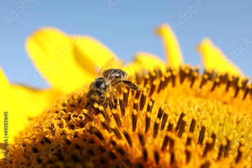 Honeybee collecting nectar from sunflower against light blue sky, closeup