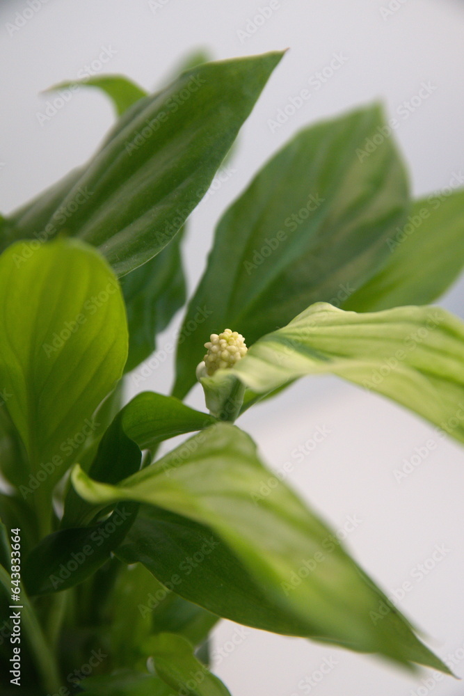 Spathiphyllum, spath or peace lilies, interior plant with white flowers Spathiphyllum, spath or peace lilies, interior plant with white flowers