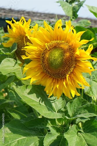 Close-up of blooming sunflower in a field. Helianthus annuus.