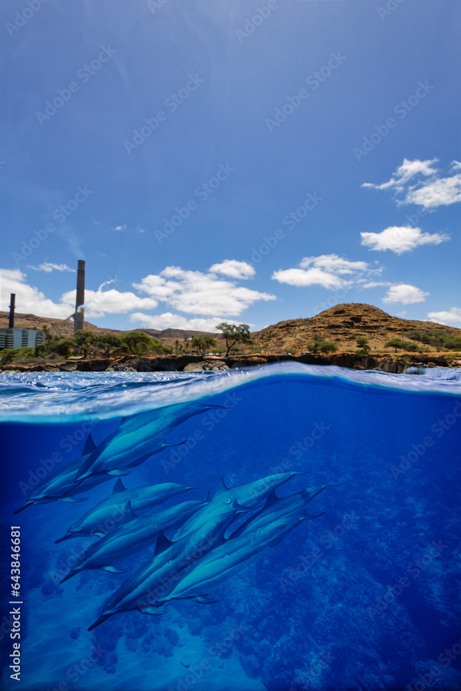 An over-under shot of the Hawaiian Electric Co plant on Oahu as a pod of dolphin swims under the surface on a clear and sunny day