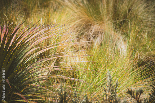 Close up of grass