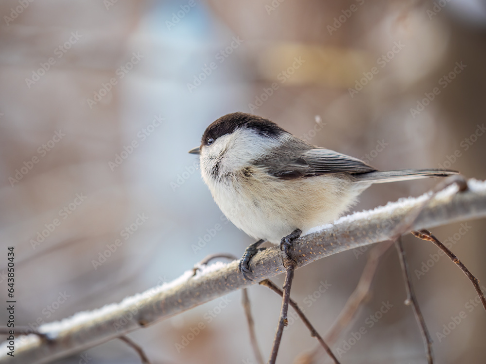 Cute bird the willow tit, song bird sitting on a branch without leaves in the winter. Cute bird the willow tit, song bird sitting on a branch without leaves in the winter.