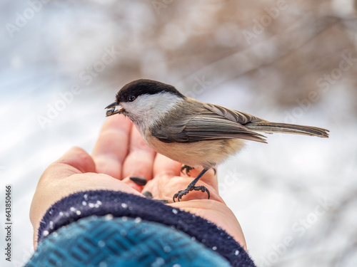 A willow tit sits on hand and eats seeds. Hungry bird willow tit eating seeds from a hand in winter or autumn