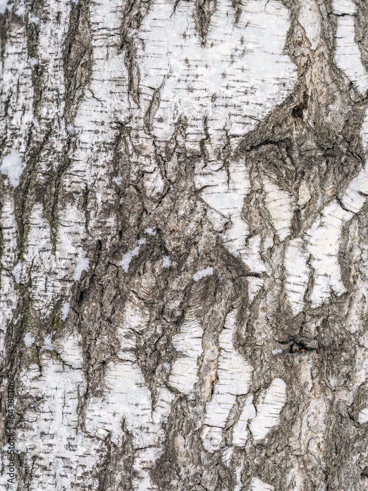 Obraz premium The texture of the birch bark.