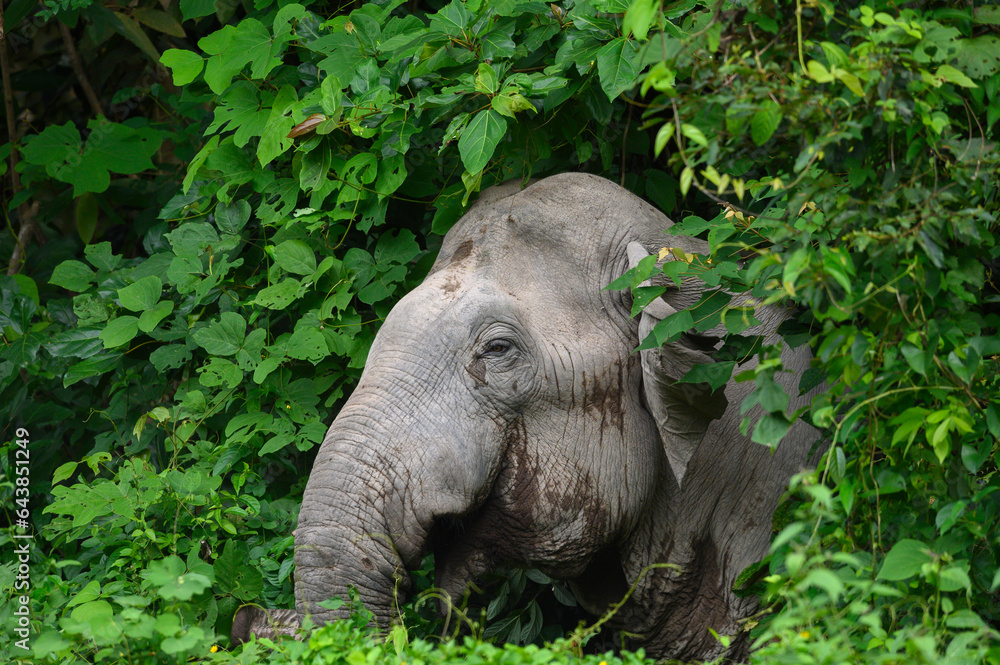 Fototapeta premium Close-up photo of an Asian wild elephant.