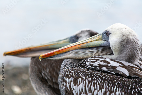 Pelicano de Humboldt(Pelecanus thagus) en detalle