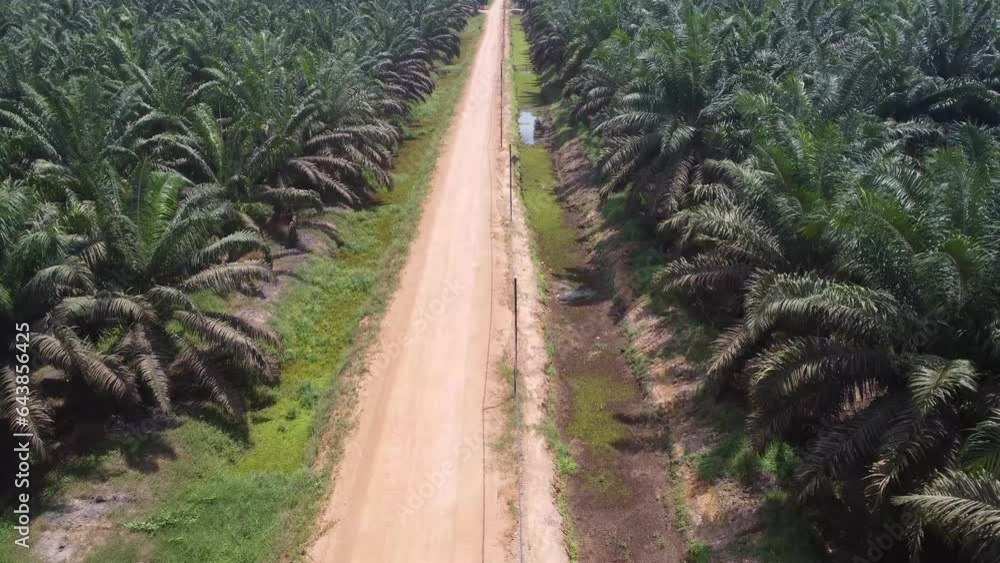 Beautiful aerial view of vast oil palm plantations and Access roads in oil palm plantations on Kalimantan Beautiful aerial view of vast oil palm plantations and Access roads in oil palm plantations on Kalimantan