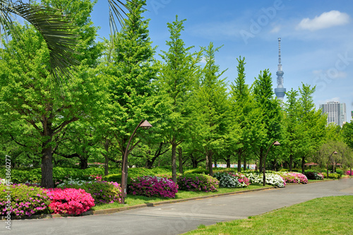 Sarueonshi park and Sky Tree, Japan,Tokyo,Koto, Tokyo photo