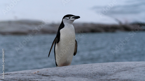 Chinstrap penguin on the rock Antarctic Peninsula.