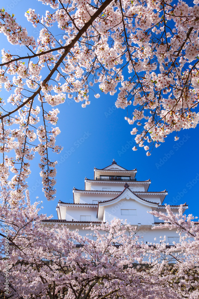 Cherry blossoms and Tsuruga Castle, Japan,Fukushima Prefecture,Aizu wakamatu shi,Pursuers Machi Cherry blossoms and Tsuruga Castle, Japan,Fukushima Prefecture,Aizu wakamatu shi,Pursuers Machi