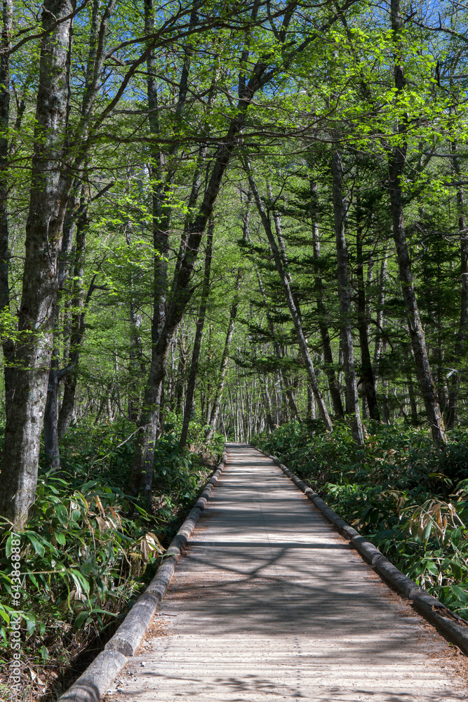 Wooden path in Kamikochi, Japan,Nagano Prefecture,Matsumoto, Nagano Wooden path in Kamikochi, Japan,Nagano Prefecture,Matsumoto, Nagano
