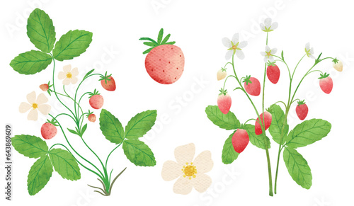 wild strawberry 