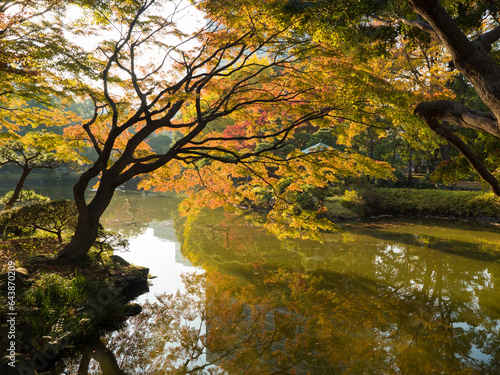 Hibiya park autumn leaves, Japan,Tokyo,Chiyoda, Tokyo