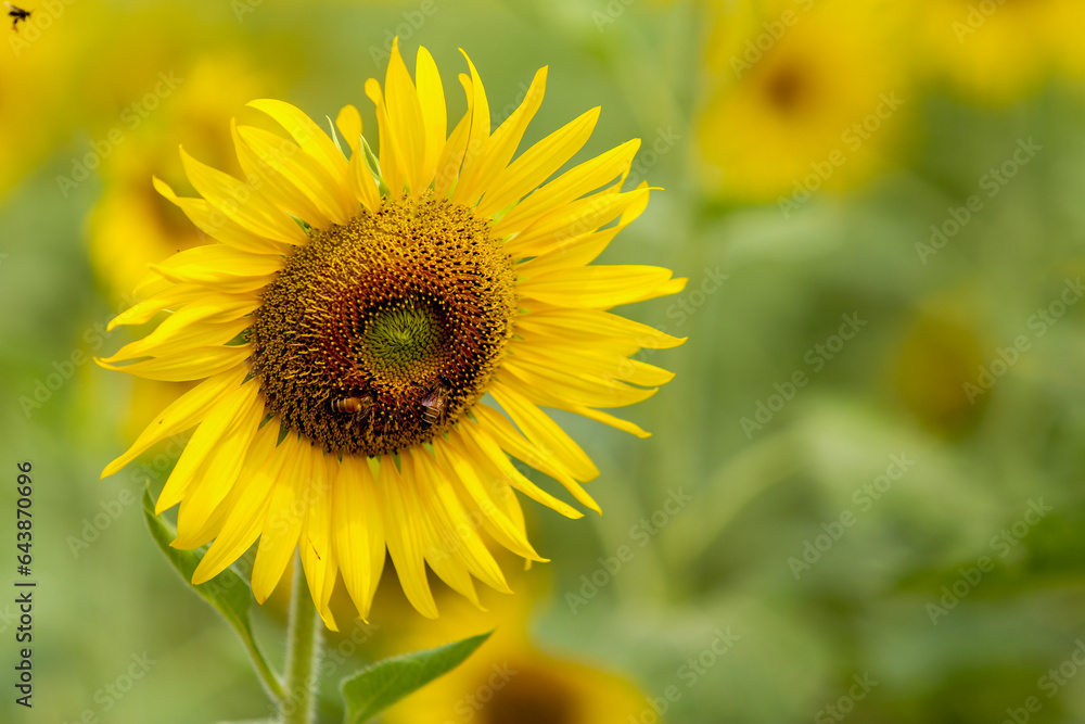 Sunflower natural background. Sunflower blooming. Close-up of sunflower. Sunflower natural background. Sunflower blooming. Close-up of sunflower.