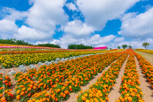 Shikisai no Oka in Biei, Japan,Hokkaido,Kamikawa-gun,Biei, Hokkaido