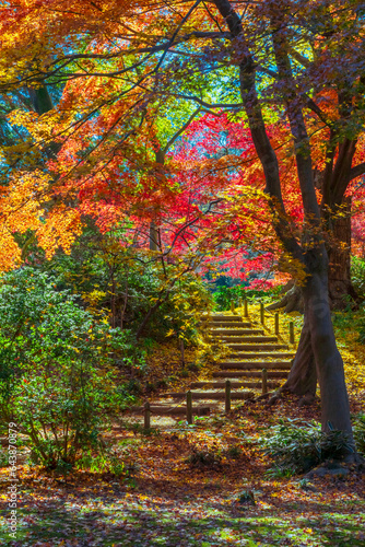 Autumn colors in Rikugien, Japan,Tokyo,Bunkyo, Tokyo