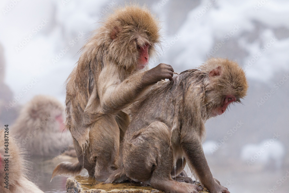 Monkeys in Jigokudani Monkey Park, Japan,Nagano Prefecture,Shimotakai-gun,Yamanouchi, Nagano Monkeys in Jigokudani Monkey Park, Japan,Nagano Prefecture,Shimotakai-gun,Yamanouchi, Nagano
