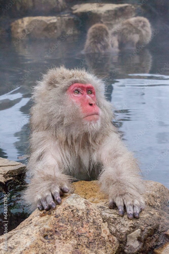 Monkeys in Jigokudani Monkey Park, Japan,Nagano Prefecture,Shimotakai-gun,Yamanouchi, Nagano Monkeys in Jigokudani Monkey Park, Japan,Nagano Prefecture,Shimotakai-gun,Yamanouchi, Nagano
