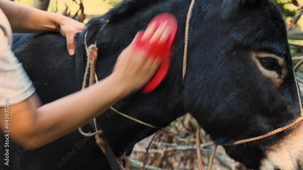 A young woman brushes the neck of a donkey with a red brush. A farmer