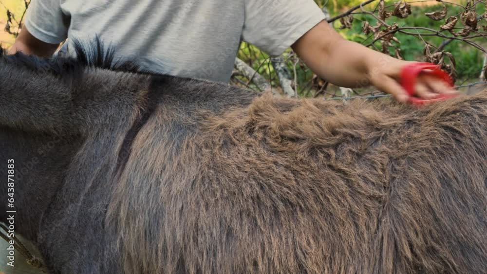 A woman farmer brushes a donkey's hair on its back with a red brush