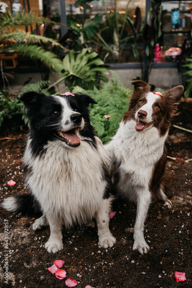 2 boder colie dogs playing in the garden