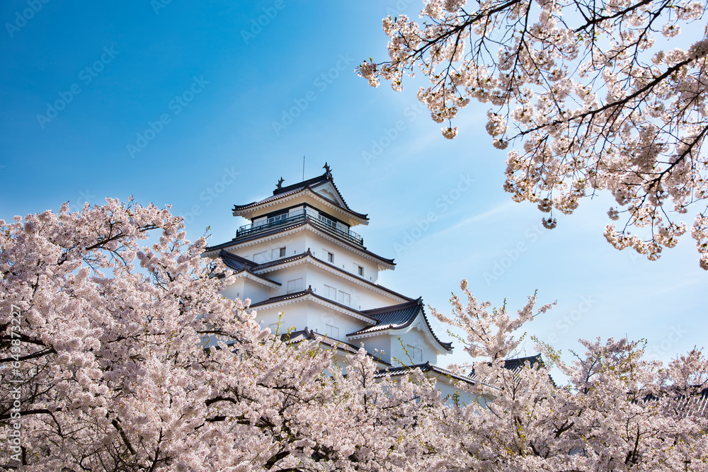 Tsuruga castle and cherry blossoms, Japan,Fukushima Prefecture,Aizu wakamatu shi Tsuruga castle and cherry blossoms, Japan,Fukushima Prefecture,Aizu wakamatu shi