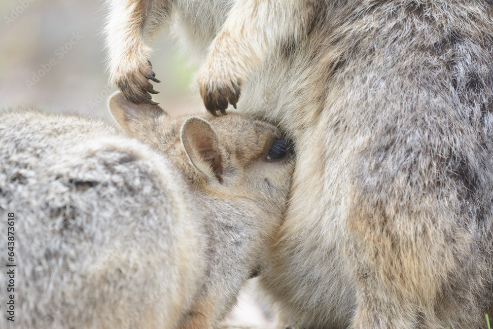 Mareeba Rock-wallaby joey drinking milk Mareeba Rock-wallaby joey drinking milk