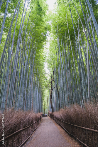 A town where the typical Kyoto townscape surrounded by bamboo forests still remains【Arashiyama】