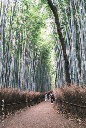 A town where the typical Kyoto townscape surrounded by bamboo forests still remains【Arashiyama】