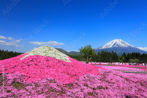 Shiba-zakura at Mt. Fuji Motosuko Resort and Mt.Fuji, Japan,Yamanashi Prefecture,Minamitsuru District, Yamanashi,Fujikawaguchiko, Yamanashi