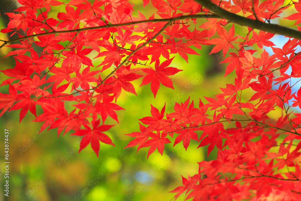 Autumn leaves of Motsuji temple, Japan,Iwate prefecture,Nishiiwai District, Iwate,Hiraizumi, Iwate Autumn leaves of Motsuji temple, Japan,Iwate prefecture,Nishiiwai District, Iwate,Hiraizumi, Iwate