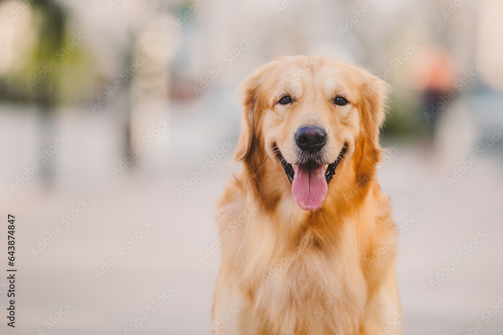Portrait of golden retriever dog playing outdoors