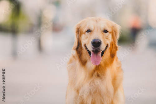 Portrait of golden retriever dog playing outdoors