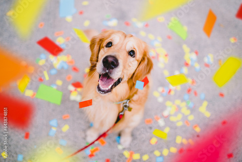 Photography Portrait of golden retriever dog playing outdoors