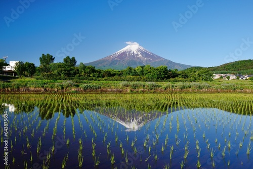 Fuji reflected in a paddy field, Japan,Yamanashi Prefecture,Fujiyoshida, Yamanashi photo
