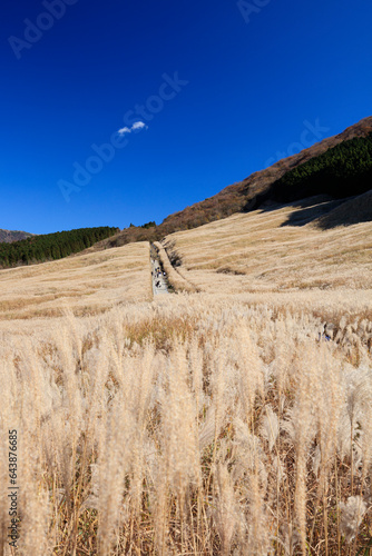 Miscanthus in Sengokuhara, Japan,Kanagawa Prefecture,Hakone Machi photo